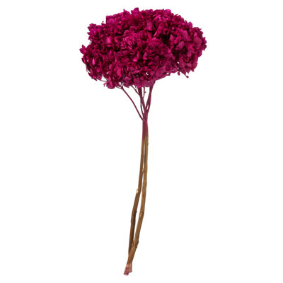 Preserved Hydrangea Stems