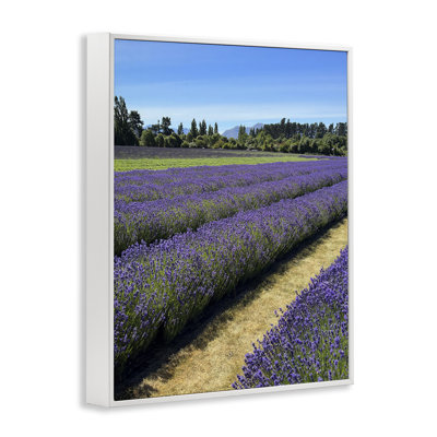 Lavande, art giclée par Kali Wilson