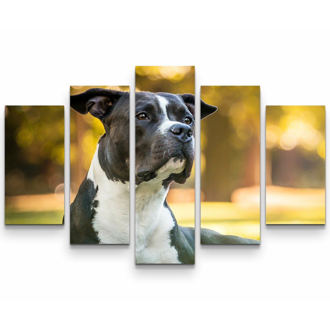 5-tlg. Leinwandbilder-Set American Staffordshire Terrier im Park