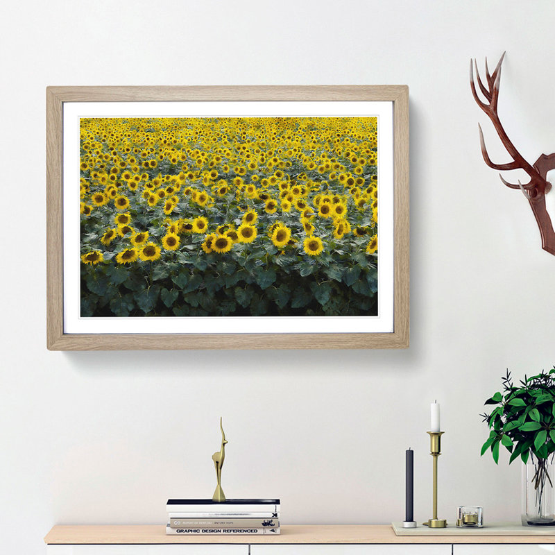 Field of Yellow Sunflowers - Picture Frame Graphic Art Print, 33cm H x 45cm W x 2cm D, Oak Framed