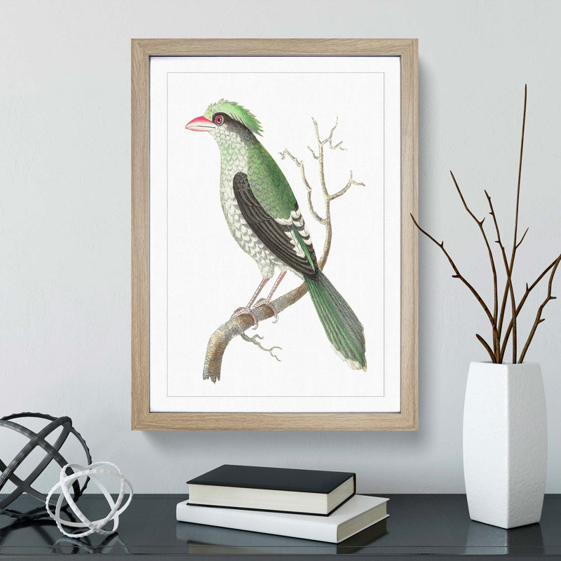 Chinese Roller Bird by George Shaw - Picture Frame Painting Print, 36cm H x 27cm W x 2cm D, Oak Framed