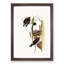 White-Rumped Woodswallows by Elizabeth Gould - Framed Print-55611873-55611874