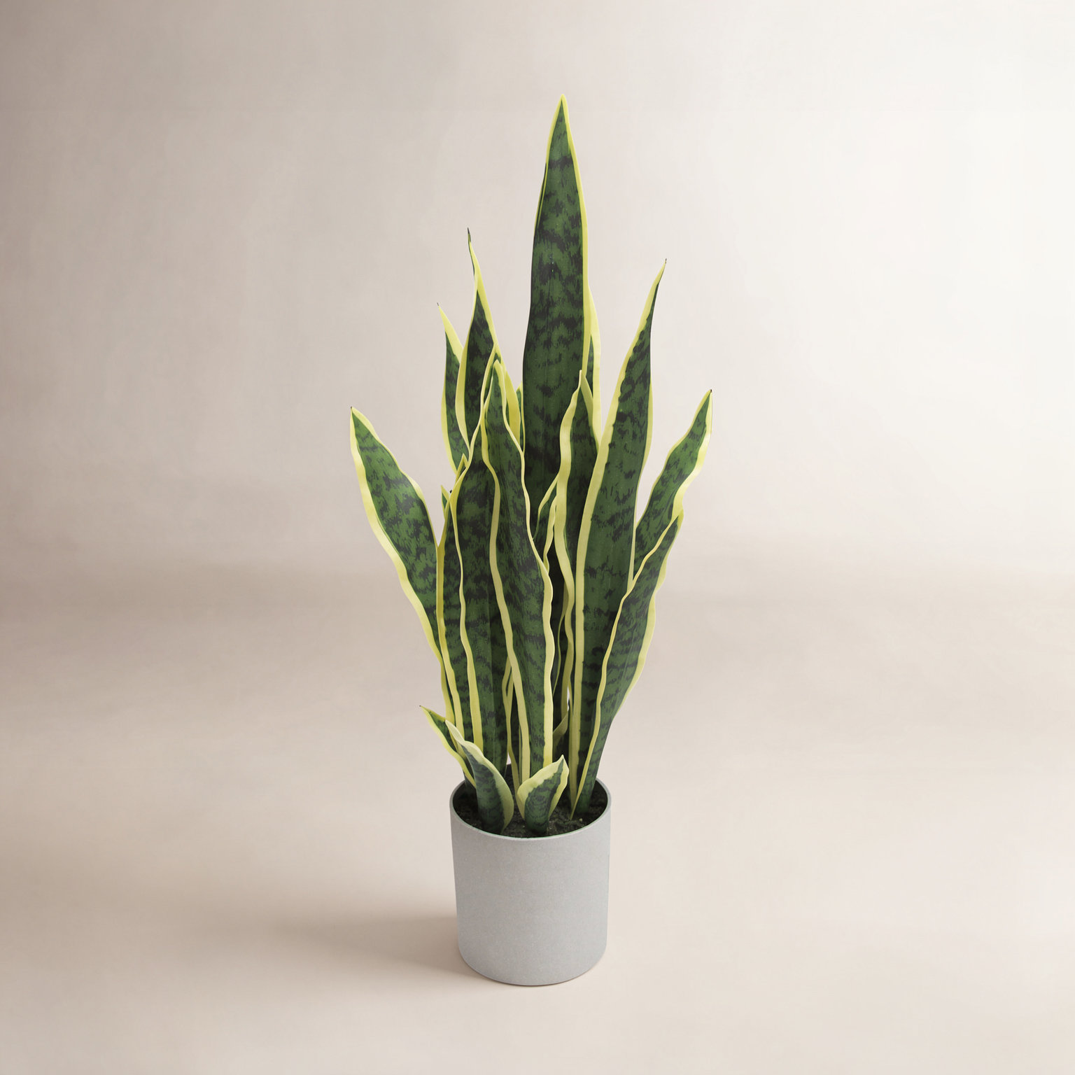 36" Snake Plant in Pot, 25'' H x 11'' W x 11'' D