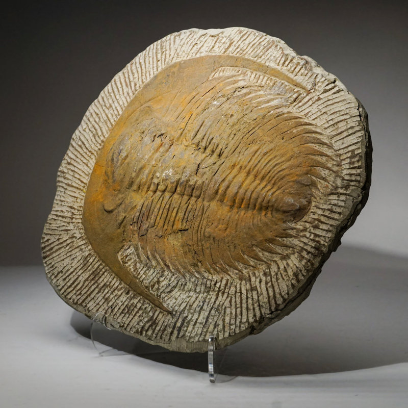 Genuine Trilobite (Ptychopariida) Fossil On Matrix (13.4 Lbs)