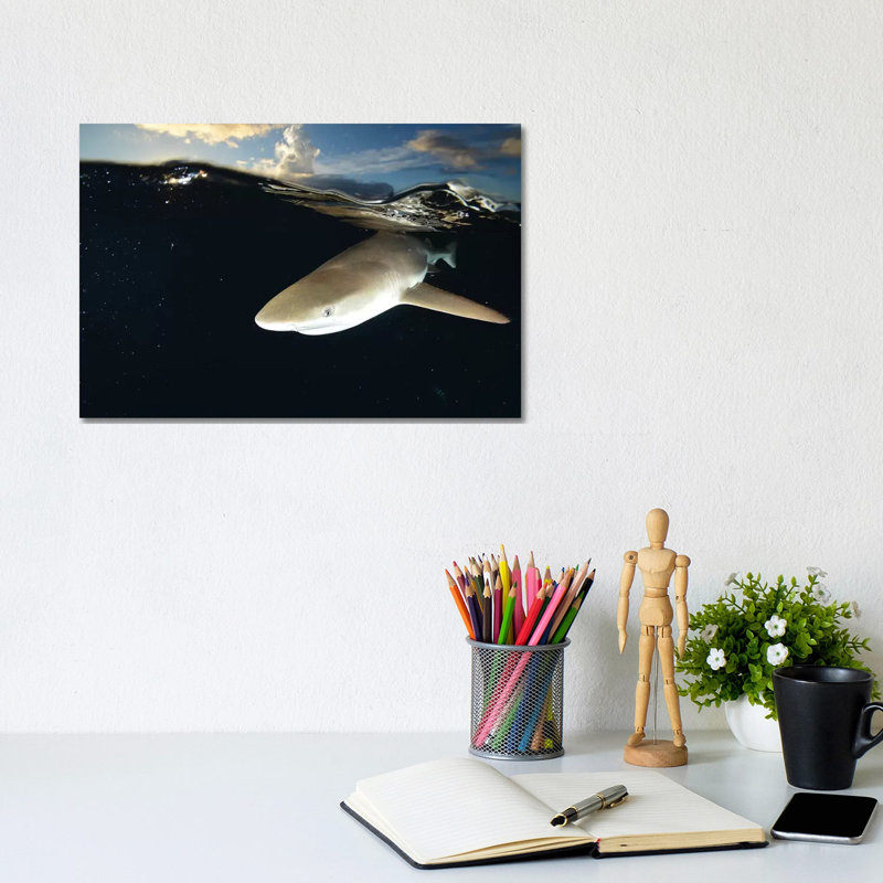 Blacktip Reef Shark, Yap, Micronesia II by Andreas Schumacher - Wrapped Canvas Print, 20.32 cm H x 30.48 cm W