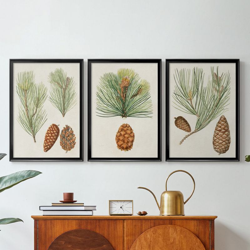 Antique Pine Cones I - Toile tendue avec châssis sur mesure - 3 pièces, Noir, H 19 po x l 27 po