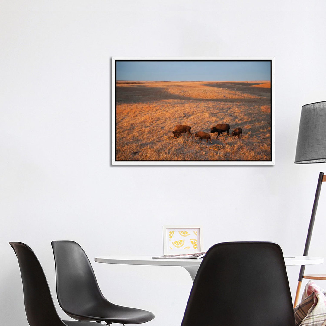 A Herd Of Bison Roam On A Ranch Near Valentine, Nebraska I von Joel Sartore - Gallery-Wrapped Canvas Giclée on Canvas