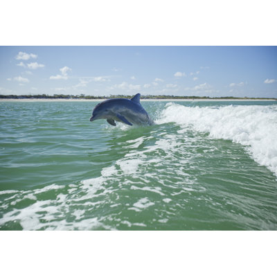 Dolphin by Ll28