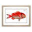 Sea-Bream Fish by M.E. Bloch - Picture Frame Graphic Art Print-55762234-55762235