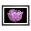 Lilac Pink Tulip Flower in Abstract - Picture Frame Graphic Art Print-55772392-55772393