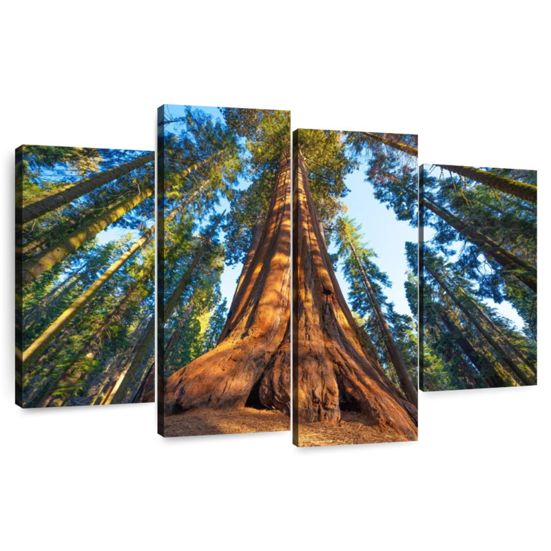 Harnek Lofty Sequoia Tree, 22" H x 36" W