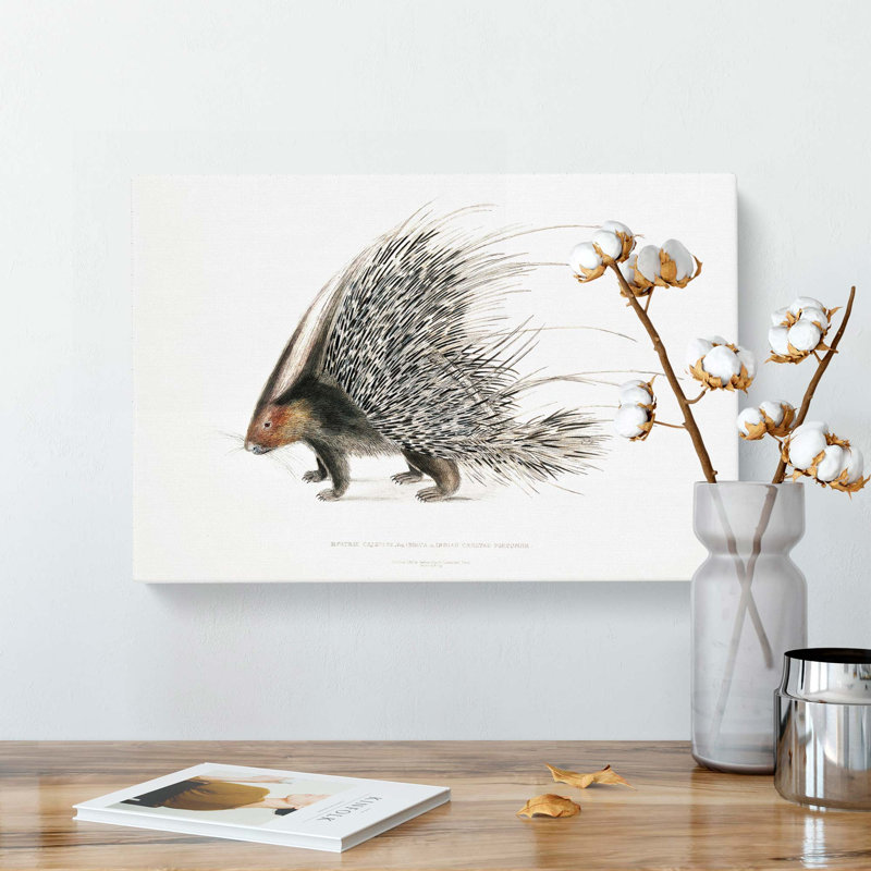 Indian Crested Porcupine by John Edward Gray - Wrapped Canvas, 35cm H x 50cm W x 3cm D
