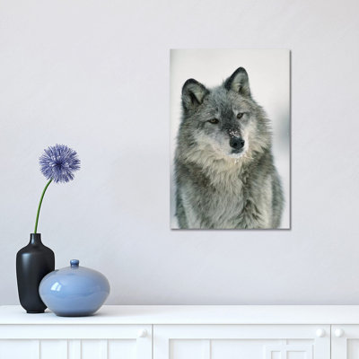 Timber Wolf With Snow On Muzzle, Montana by Tim Fitzharris - Wrapped Canvas Print