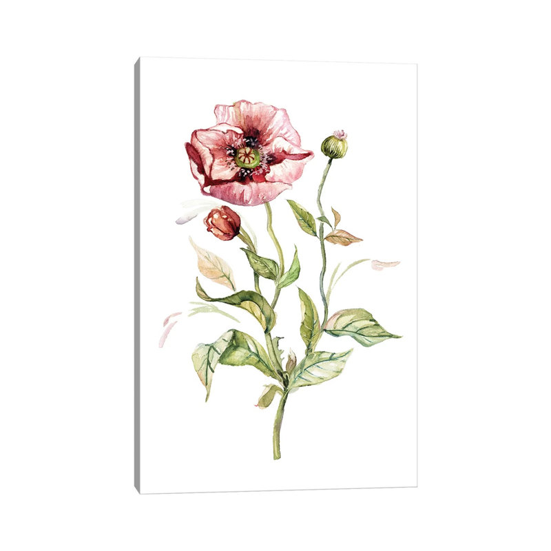 Wild Poppy by Carol Robinson - Print on Canvas, Wrapped Canvas, 30.48 cm H x 45.72 cm W