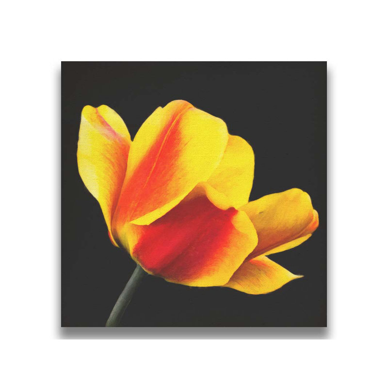 Tulipe pêche sur fond noir par Hal Halli. Toile giclée sur toile tendue avec cadre flottant, H 40,5 po x l 40,5 po, Noir