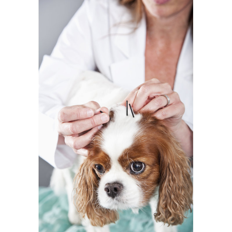 Vet Treating Dog With Acupuncture by Kali9 - Wrapped Canvas Print, 46cm H x 30cm W