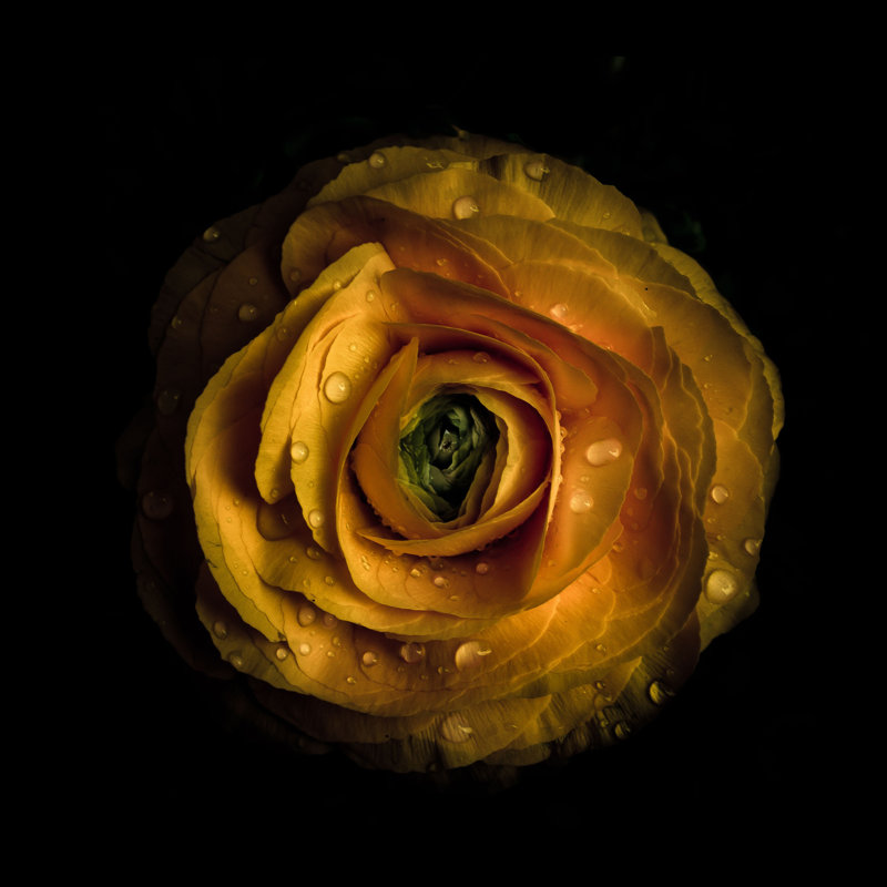 Yellow Begonia II by Brian Carson - Wrapped Canvas Art Prints, 30cm H x 30cm W