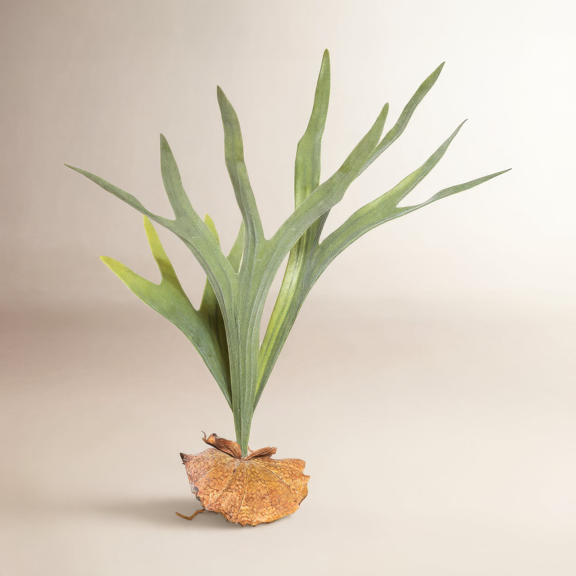 Artificial Staghorn Fern, 23.5" H x 20" W x 20" D