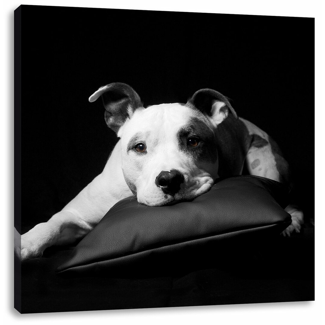 Leinwandbild Dark niedlicher American Staffordshire auf Kissen