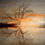 «Red Leafs B» par Parvez Taj - reproduction de photo sur toile-23840144