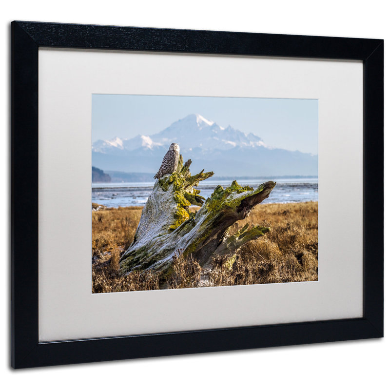 « snowy hibou » par pierre leclerc,, reproduction de photo encadrée, H 16 po x l 20 po, Noir