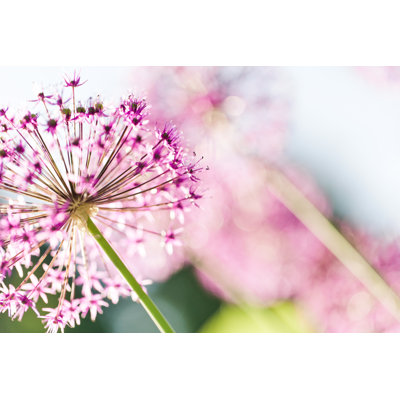 Allium Flower by Mmeemil