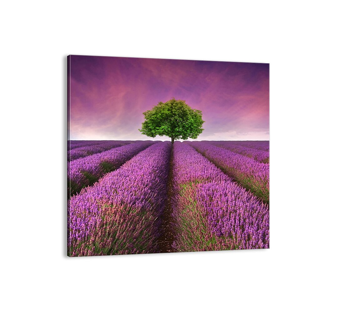 Leinwandbild - Fotografie „In Lavender Fields”