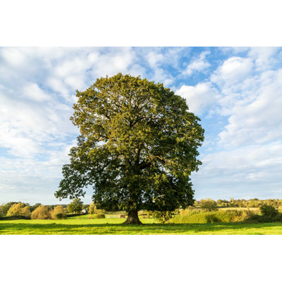 " Oak Tree " by Lemanieh