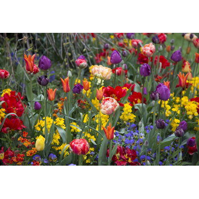 Tulips