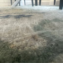 Langley Street Lineberger Hand Tufted Floral Rug & Reviews | Wayfair