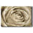 Neutral Wall Flower IV-Gallery Wrapped Canvas-2126424614