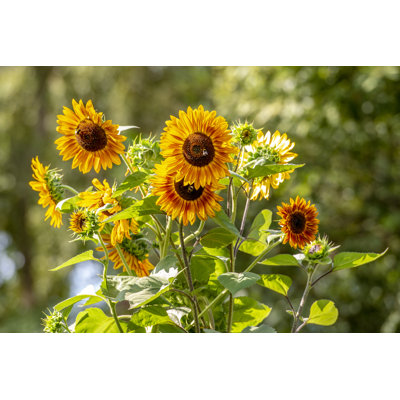Bees Pollinate Sunflowers by Andreas Nesslinger - Wrapped Canvas Print