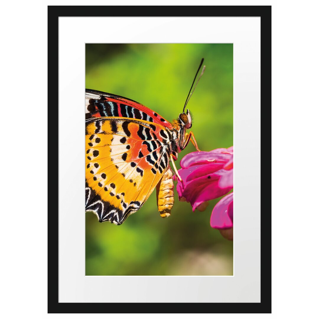 Gerahmtes Poster Schmetterling auf Blüte