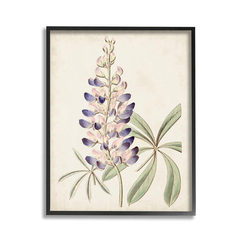 Rétro, lupin, plante, estampe numérique, Artby, H 14 po x l 11 po, Giclée encadrée noir minuit