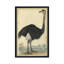 «The Ostrich», reproduction sur toile-31848027-73216753-73216754
