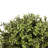 Faux Boxwood Topiary-381475770-381475773