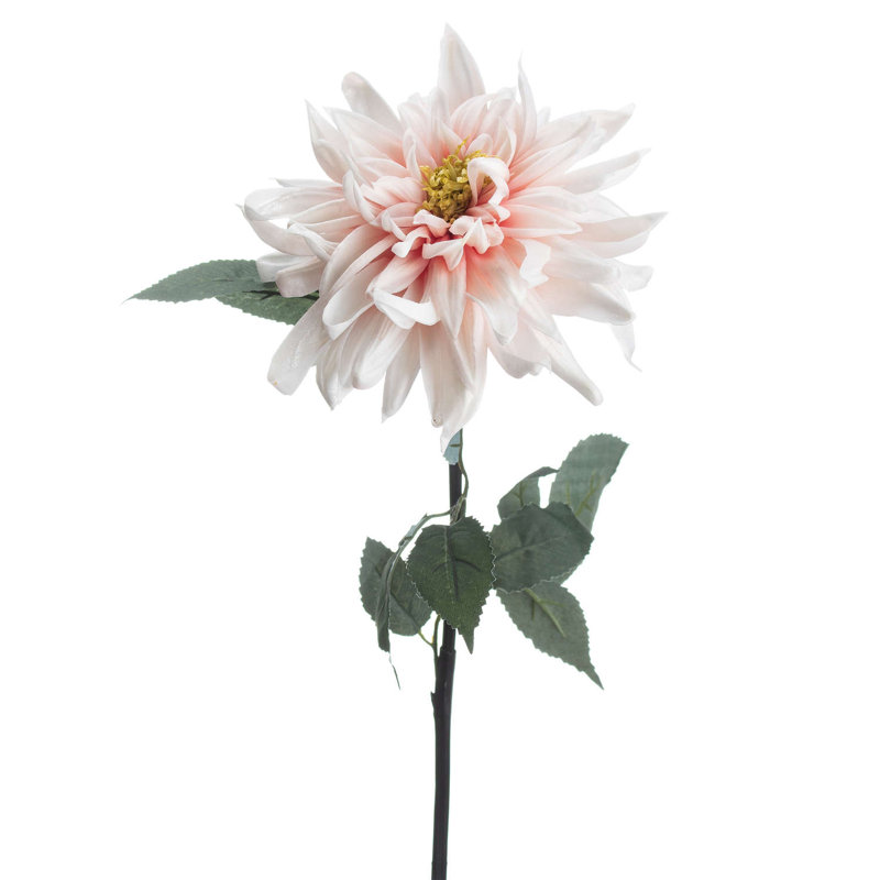 Anastasija Arrangement