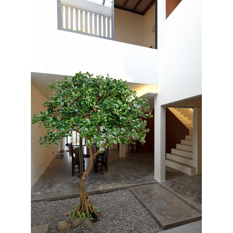 Serene Spaces Living Schefflera