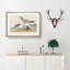 Fork-Tailed Gull by John Audubon - Picture Frame Painting Print-55620797-55620799