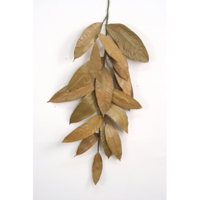 Feuille de gandaria 1,4 po avocats