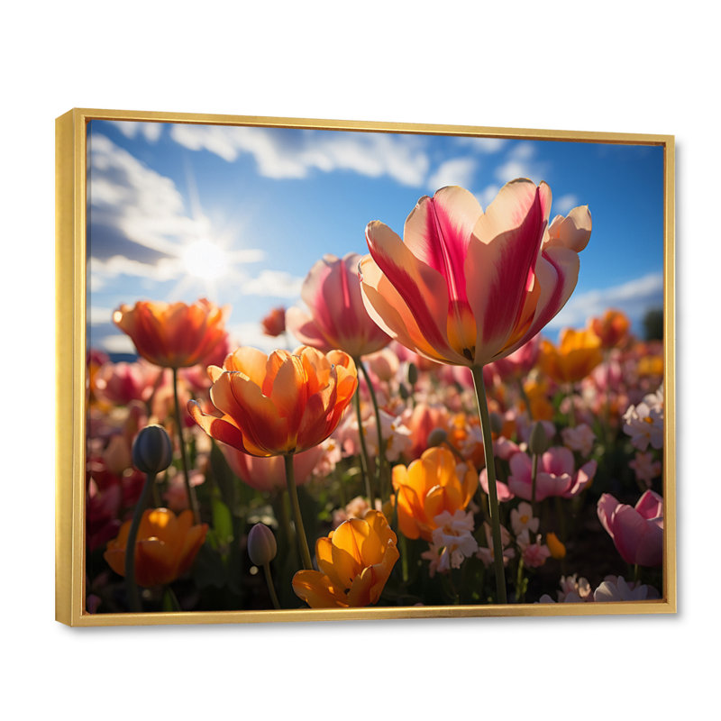 «Danemark Multicolor Tulip Fields III», reproduction sur toile, Cadre flottant doré, H 24 po x l 32 po x P 1 po