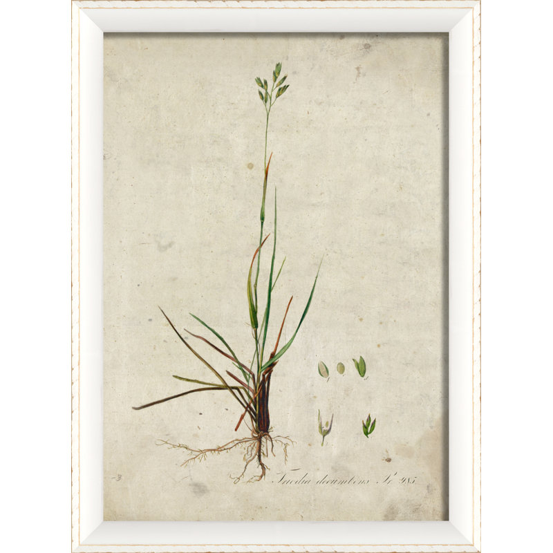 «Botanical», impression encadrée, Blanc