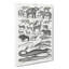 Study of Mammals LV by Oliver Goldsmith - Wrapped Canvas Drawing - Wrapped Canvas-55339794