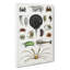 Crabs & Lobsters by Oliver Goldsmith - Wrapped Canvas-55370847