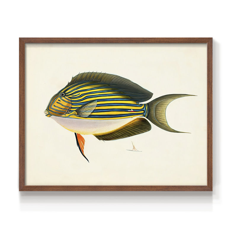 Collection de poissons tropicaux I - impression encadrée - réarmable, H 22 po x l 28 po, Noyer