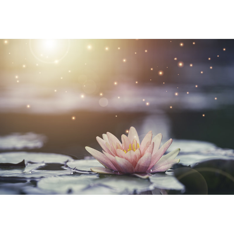 Beautiful Pink Water Lily Or Lotus With Sunlight In The Pond. by Dilok Klaisataporn - Wrapped Canvas Print