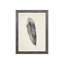 Charcoal Feathers I Print by Beverly Fuller-26941247-26941248