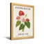 Plantes et fleurs Anthurium avec fleurs rouges, roses et blanches-904040575-904040572-904040571