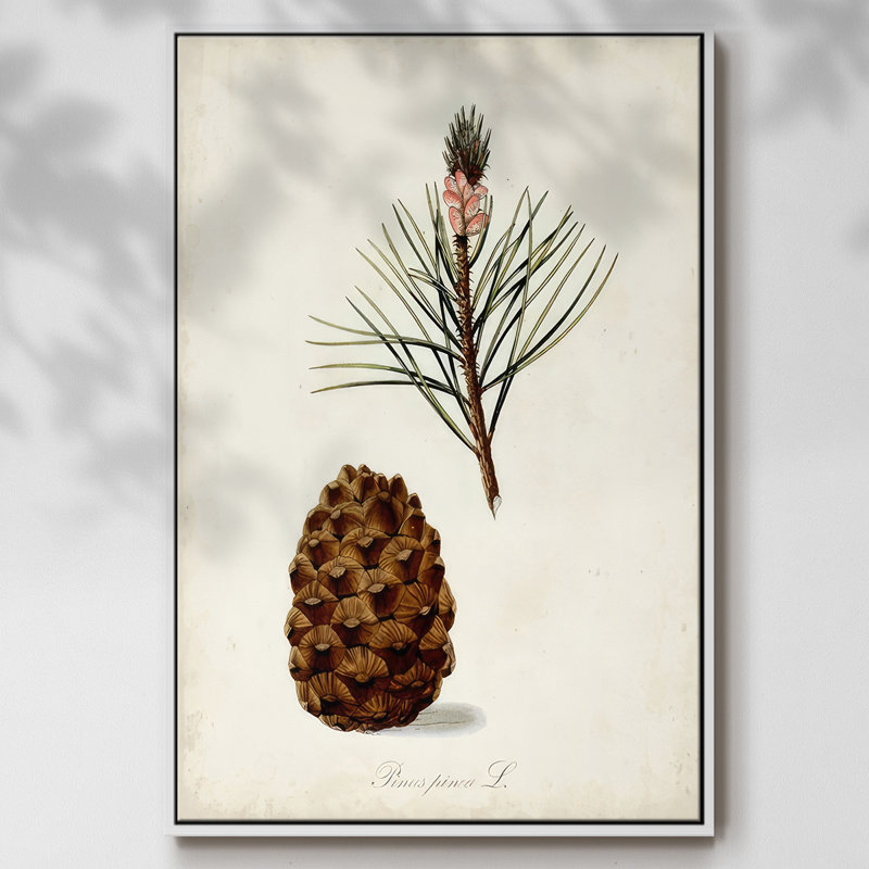 Étude d'arbre antique V, H 25 po x l 17 po x P 1,5 po, Cadre blanc