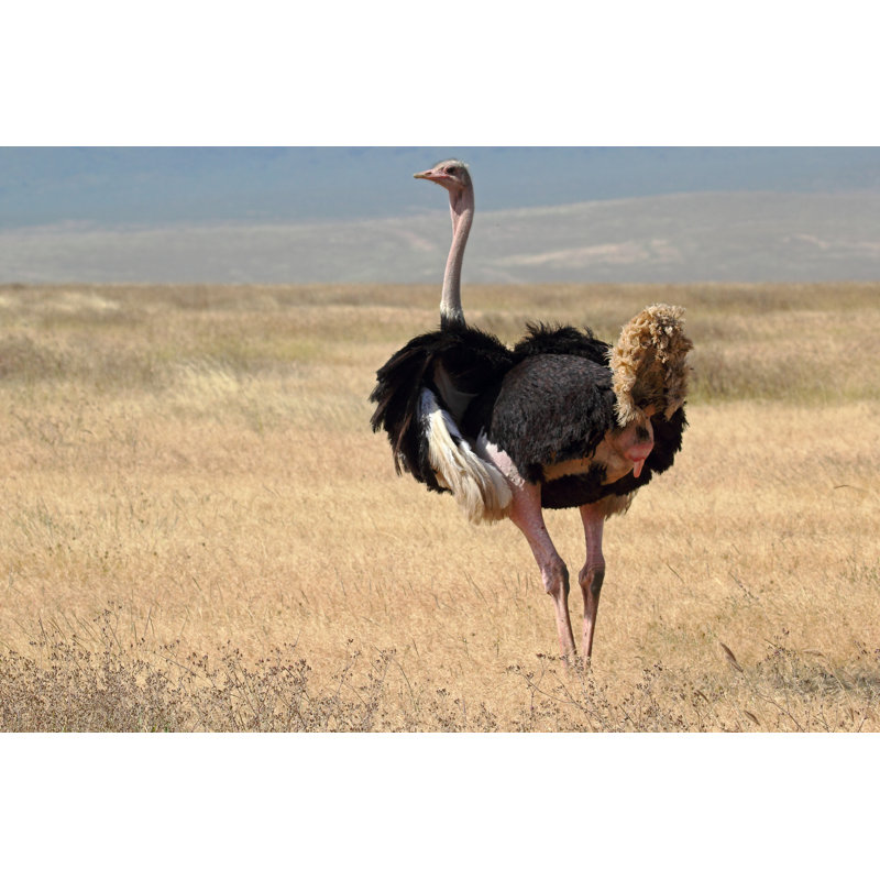 Male Ostrich Looking Around by MattiaATH - Wrapped Canvas Print, 51cm H x 76cm W